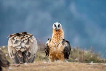 Bearded Vulture (Gypaetus barbatus) photographed in Spain