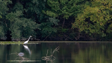 A pristine white egret stands gracefully in a calm, reflective lagoon surrounded by lush vegetation