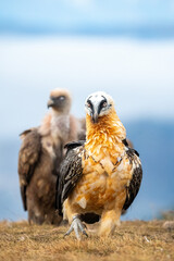 Bearded Vulture (Gypaetus barbatus) photographed in Spain