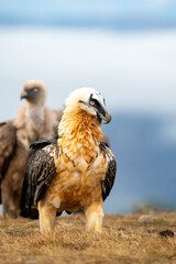 Bearded Vulture (Gypaetus barbatus) photographed in Spain