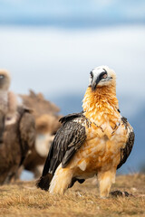 Bearded Vulture (Gypaetus barbatus) photographed in Spain
