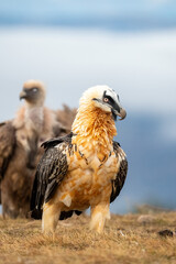 Bearded Vulture (Gypaetus barbatus) photographed in Spain
