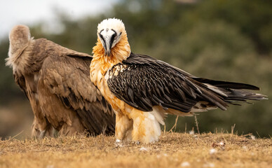 Bearded Vulture (Gypaetus barbatus) photographed in Spain