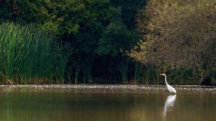 A pristine white egret stands gracefully in a calm, reflective lagoon surrounded by lush vegetation