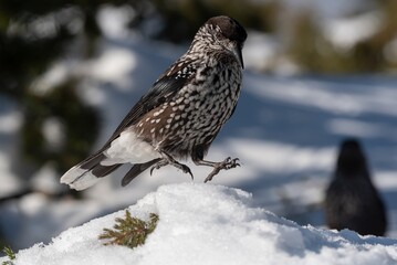 Spotted nutcracker in winter