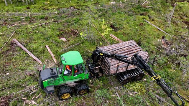 Skidder loads long wooden logs into bodywork in forest