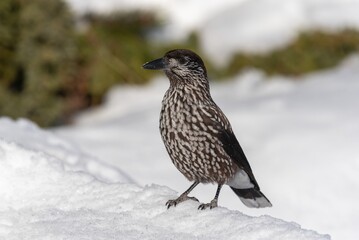 Spotted nutcracker in winter