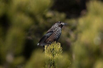 Spotted nutcracker perched on a tree