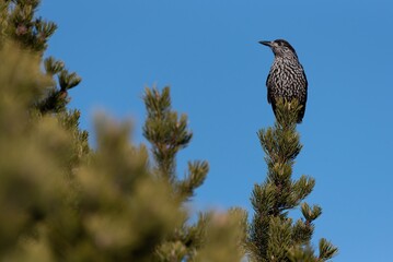 Spotted nutcracker perched on a tree
