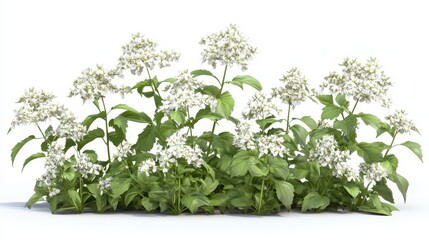Lush cluster of white wildflowers with green leaves isolated on white background