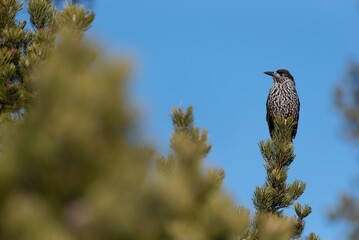 Spotted nutcracker perched on a tree