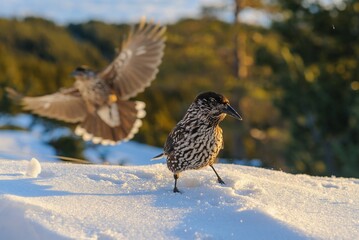 Spotted nutcracker in flight