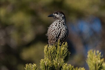 Spotted nutcracker perched on a tree