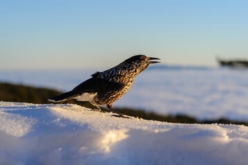 Spotted nutcracker in winter