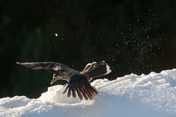 Spotted nutcracker in flight