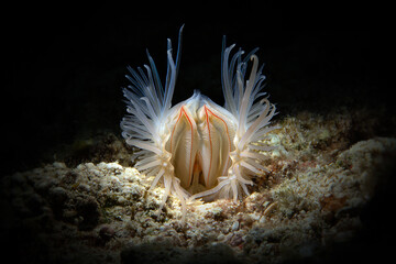 File clam (Limaria sp.)
This intriguing animals with fleshy tentacles are sometimes seen near...