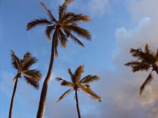 Palm tree