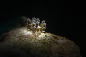 Ercolania sp. - small sacoglossan sea slug, shell-less marine opisthobranch gastropod mollusk. Photo was taken in the island Romblon, Philippines