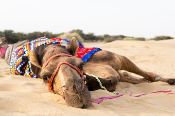 Young blonde woman with a scarf sitting next to camels in Thar desert near Jaisalmer in Rajasthan,...
