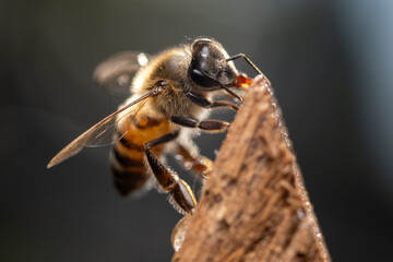 Macro shot of a honeybee feeding on a wooden surface, showcasing its detailed wings, antennae, and vibrant colors under natural light