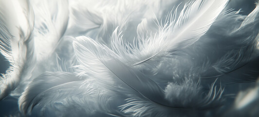 beautiful white feather with blue sky