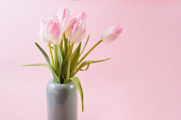 Beautiful pink tulips in vase on pastel pink background. Hello spring greeting or invitation card. Copy space for text