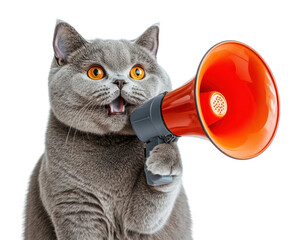 Fototapeta premium PNG A British shorthair cat holding a megaphone photography animal pet.