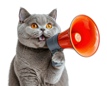 PNG A British shorthair cat holding a megaphone photography animal pet.