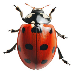 Lady bug insect invertebrate andrena.