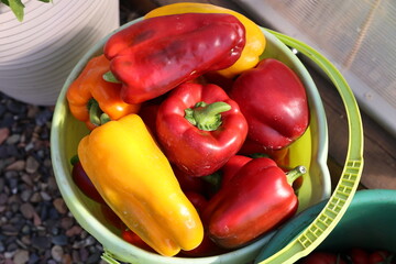 bucket of peppers 