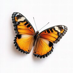 Fototapeta premium Isolated Macro Image of Danaus Butterfly on White Background