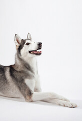 A playful Siberian Husky lying on its side against a white background, its tongue slightly visible. The dog's energetic posture and bright expression highlight its cheerful personality.