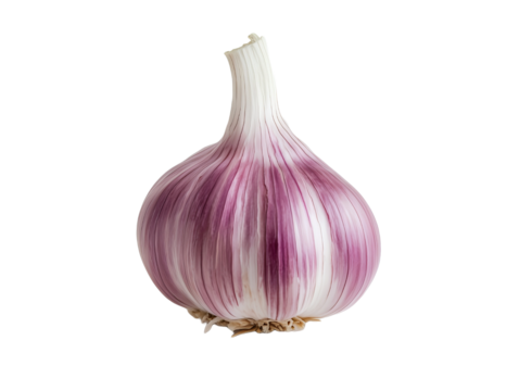 tuber: red purple garlic bulb on transparent background