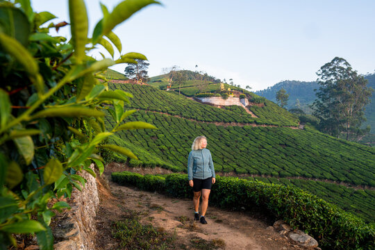 Young blonde woman hiking among tea plantations in Munnar, Kerala, India