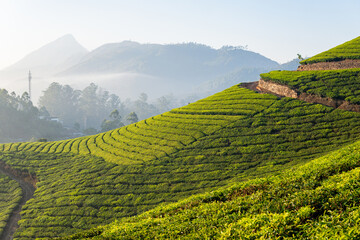Panoramic view over Munnar tea plantations at sunrise in Kerala, India