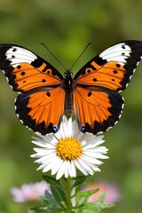 Fototapeta premium Closeup of a beautiful orange butterfly on a white flower