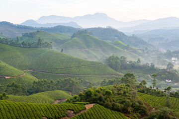 Obraz premium Panoramic view over Munnar tea plantations at sunrise in Kerala, India
