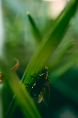 Close-up of a fly crawling on a green grass blade with a blurred natural background. Early spring...