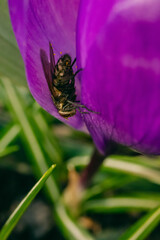 Close-up of a fly crawling on a vibrant purple flower petal, surrounded by green grass and blurred background. Early spring bloom with visible pollen on insect. Outdoor nature macro shot.  