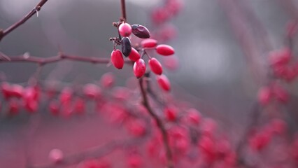 Red Ripe Berries Fruits of Korean Barberry Berberis Koreana Deciduous Ornamental Shrub on Autumn Day