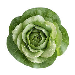 Fototapeta premium A fresh green cabbage with water droplets, showcasing its layered leaves and vibrant color.