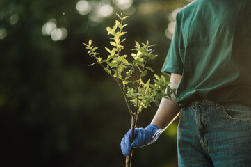 Volunteer holding a small tree sapling wearing gloves