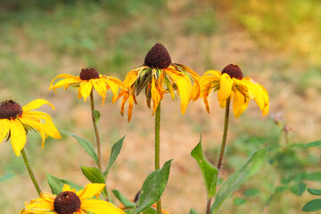 Flowers of Rudbeckia is growing in garden. Plant of Aster family. Rudbeckia grows in meadow. Black eyed susan. Sunny day in autumn.