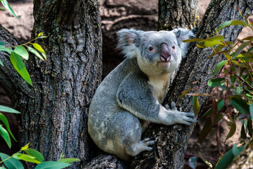 Koala im Baum