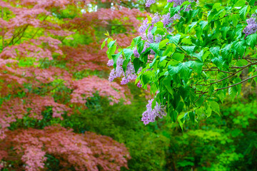 Beautiful lilac tree in bloom in a garden with a bokeh background texture of red Japanese maple tree leaves for copy space. Spring Valentine&rsquo;s Day nature backdrop.