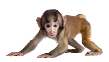 Baby monkey, isolated, transparent background cutout