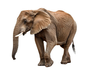 Fototapeta premium Big african elephant isolated on white background