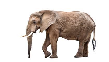 Big african elephant isolated on white background
