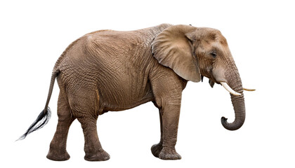 Obraz premium Big african elephant isolated on white background