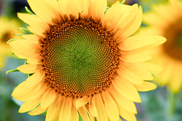 Girasol